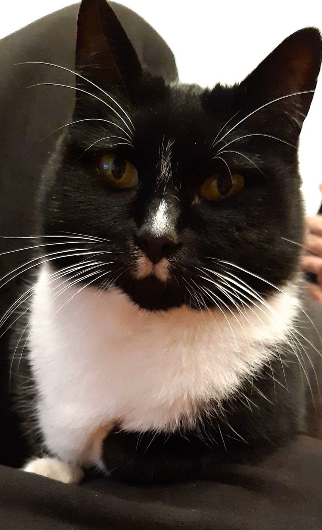 Pitchoune a rejoint le concours — aidez-le/la à gagner de superbes lots ! asian, black, black_and_white, black_cat, carnivore, cat, domestic_short_haired_cat, felidae, fur, japanese_bobtail, mammal, small_to_medium_sized_cats, snout, whiskers