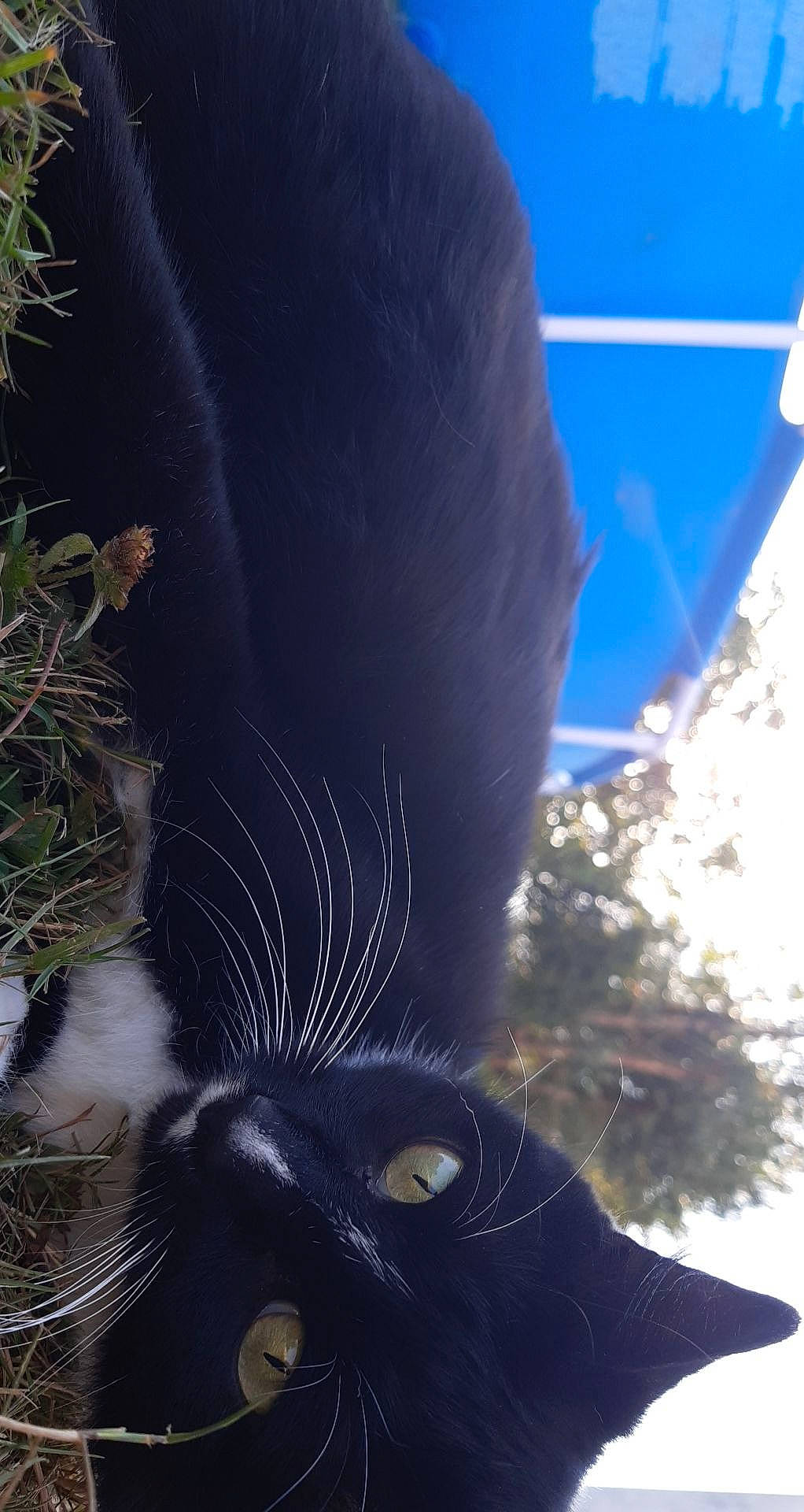 Pitchoune participe au concours pour gagner de l'argent avec cette photo : black_cat, carnivore, cat, ear, eye, felidae, fur, nose, organism, small_to_medium_sized_cats, snout, tail, whiskers