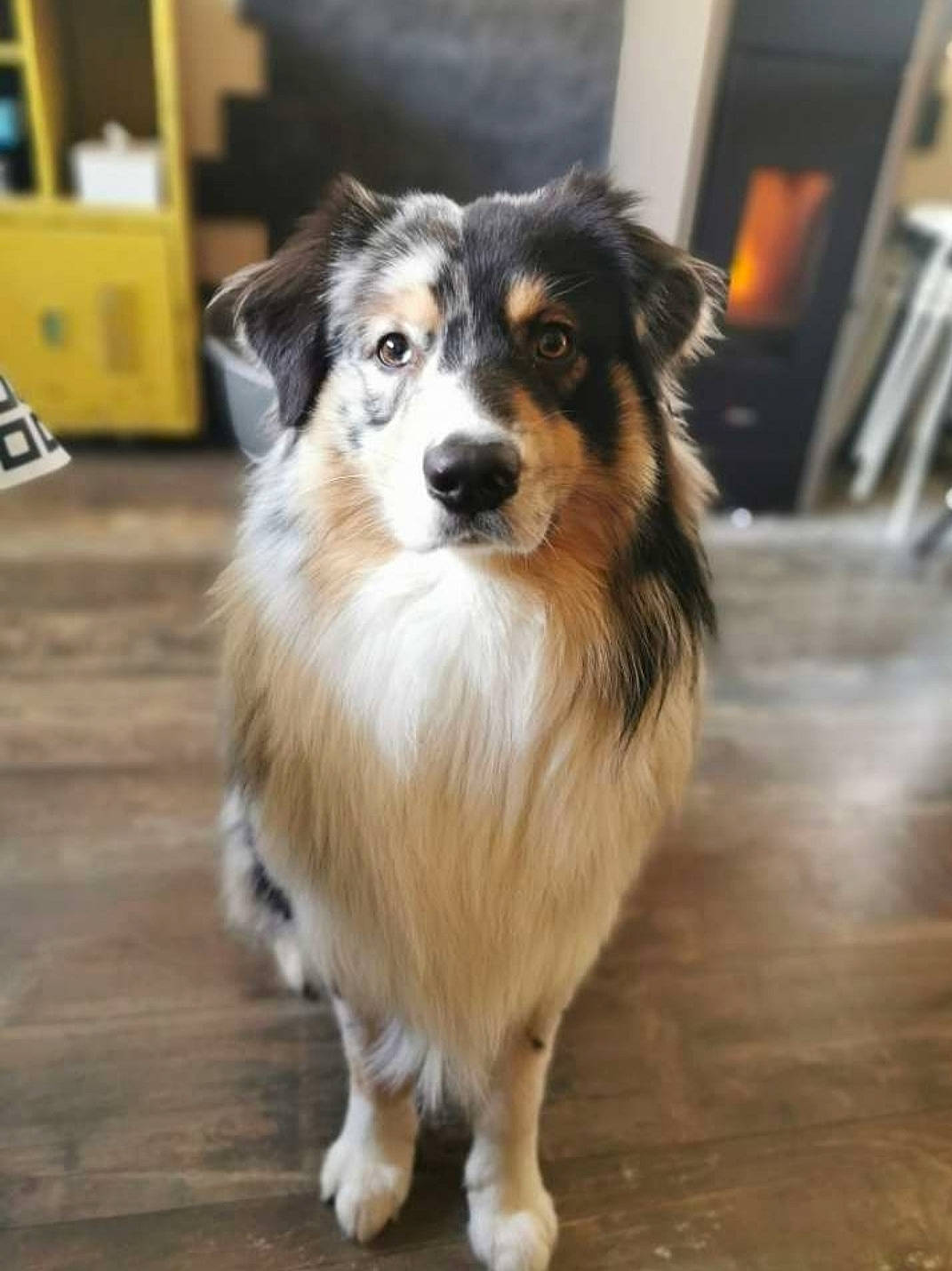 Obama participe au concours pour gagner de l'argent avec cette photo : canidae, carnivore, collie, companion_dog, dog, dog_breed, flooring, fur, hardwood, herding_dog, rough_collie, scotch_collie, shetland_sheepdog, skyscraper, snout, sporting_group, whiskers, wood, working_animal, working_dog
