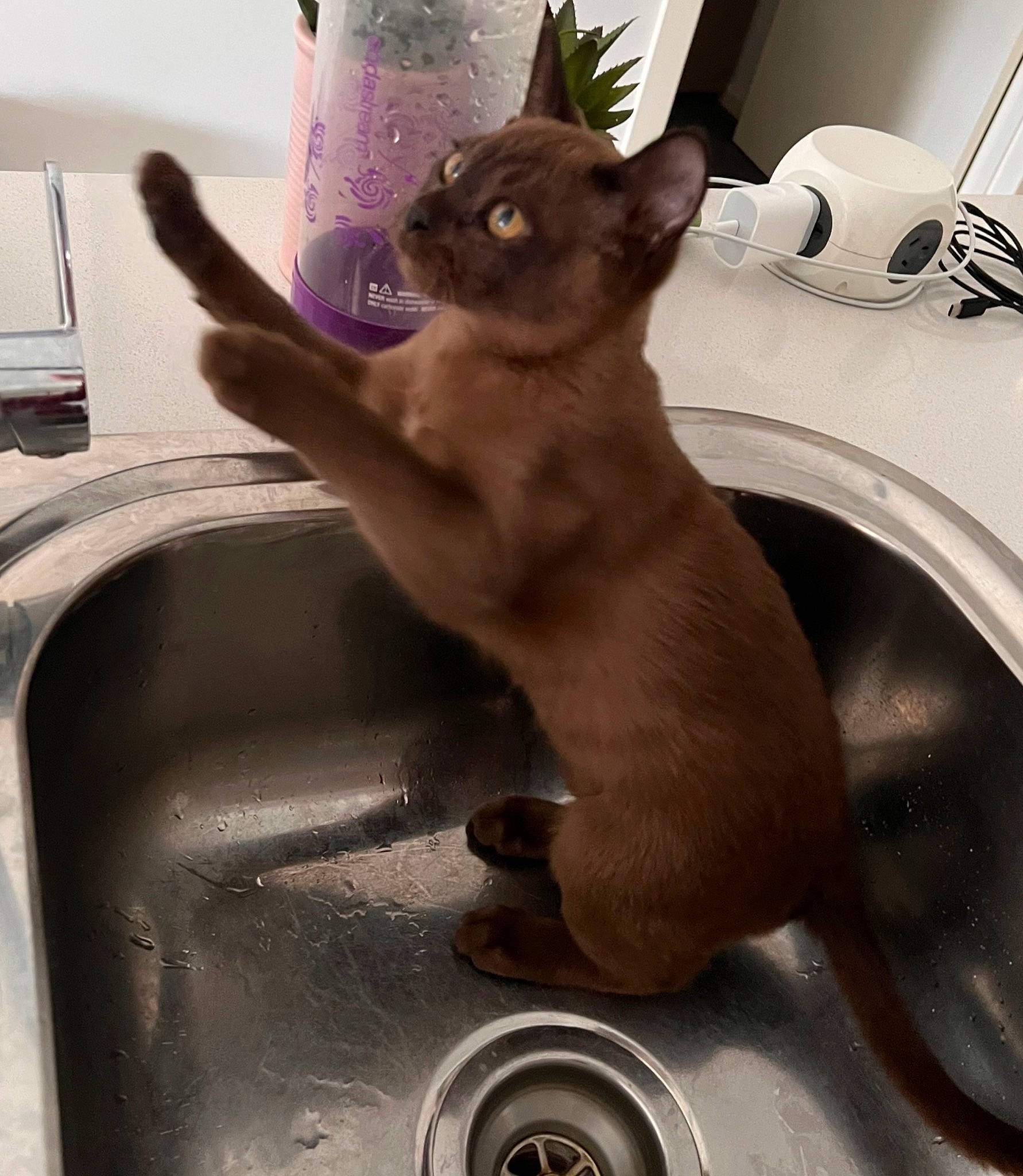 Hershey joined the competition — help win amazing prizes! automotive_tire, balinese, carnivore, cat, domestic_short_haired_cat, fawn, felidae, fur, gas, kitchen_sink, pet_supply, plumbing, plumbing_fixture, siamese, sink, small_to_medium_sized_cats, tail, thai, tonkinese, whiskers