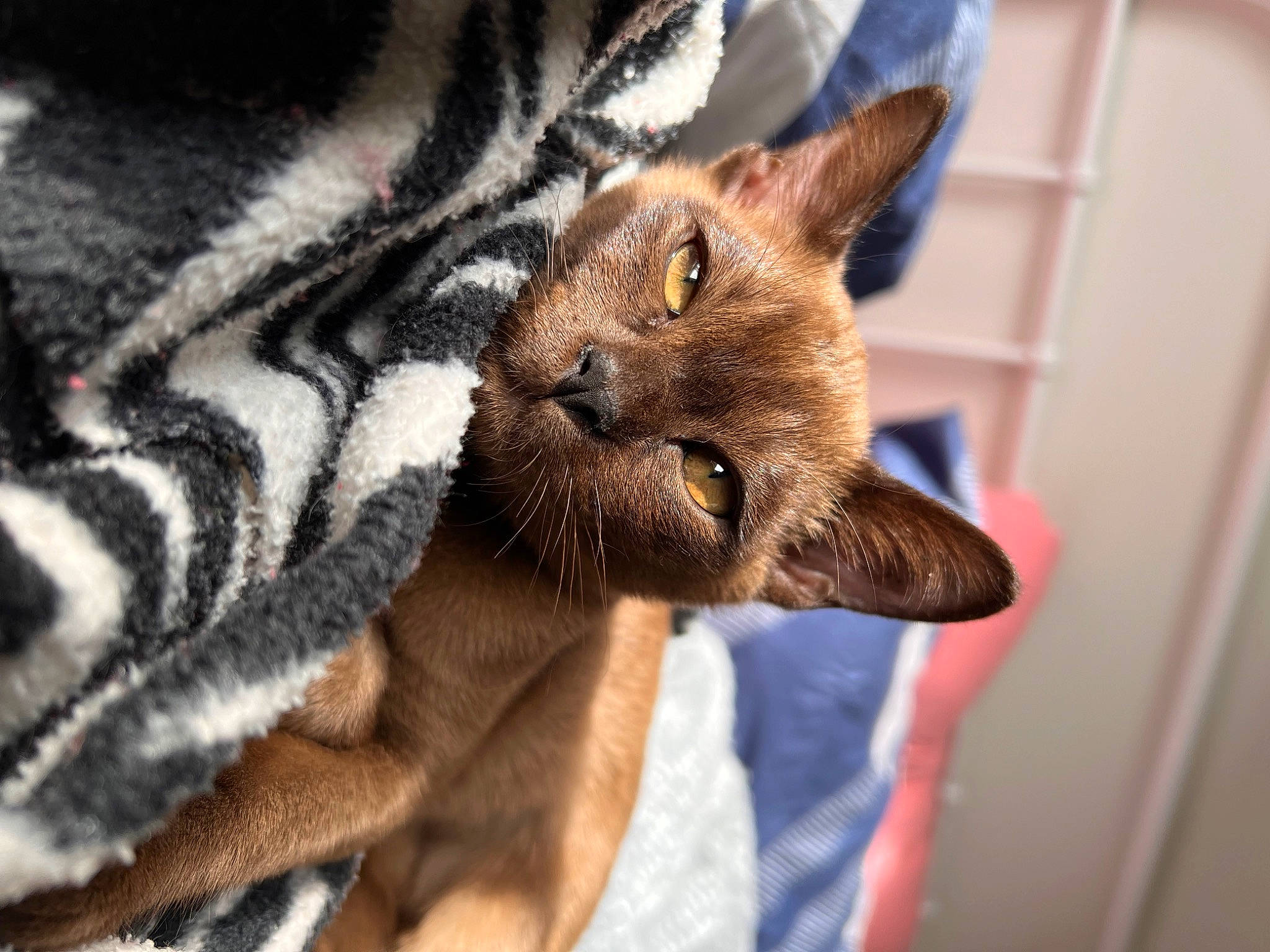 Hershey joined the competition — help win amazing prizes! canidae, carnivore, cat, cat_supply, claw, comfort, domestic_short_haired_cat, fawn, felidae, fur, paw, small_to_medium_sized_cats, snout, tail, terrestrial_animal, thai, whiskers, wildlife