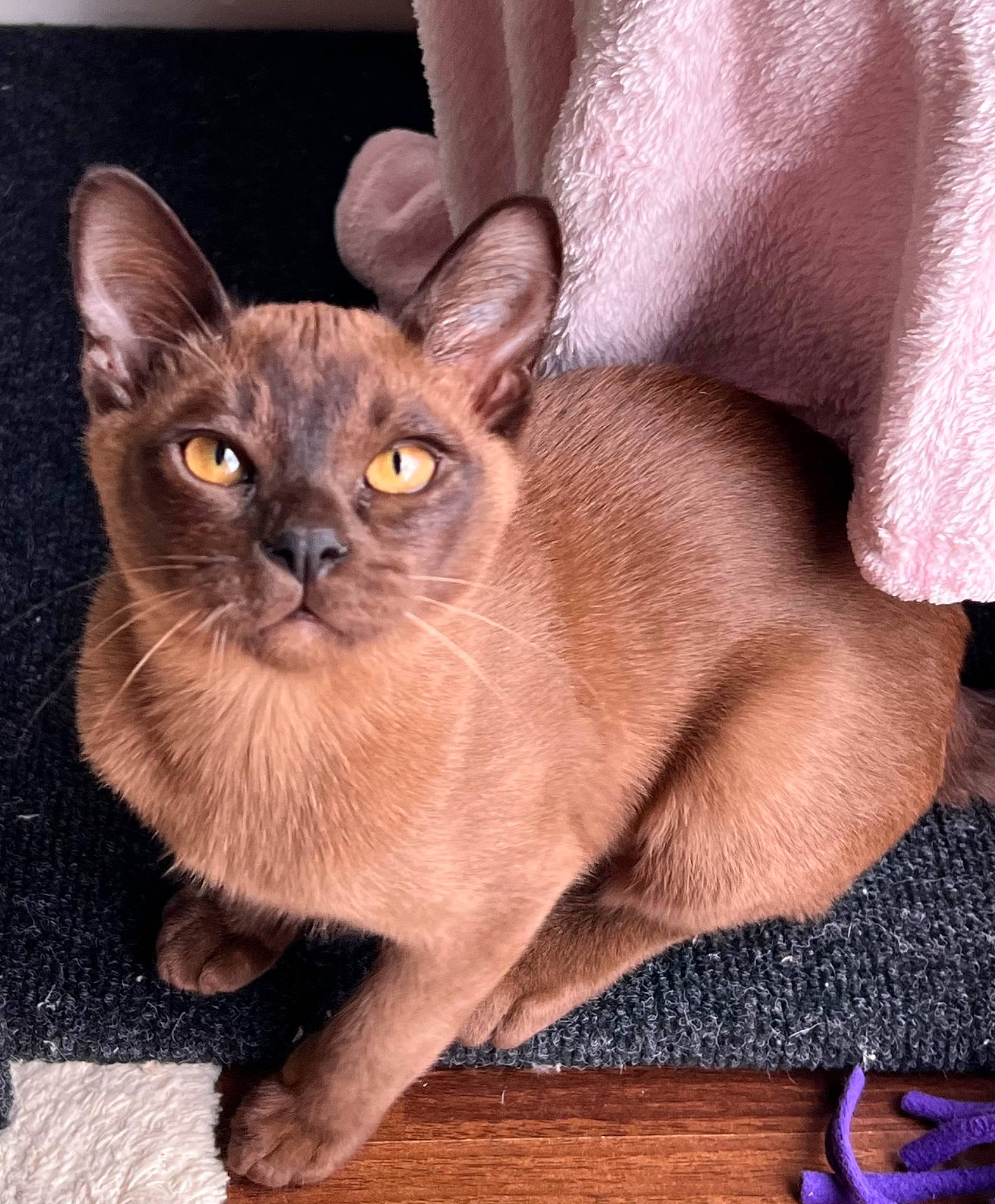 Hershey joined the competition — help win amazing prizes! carnivore, cat, comfort, domestic_short_haired_cat, fawn, felidae, fur, small_to_medium_sized_cats, tail, terrestrial_animal, whiskers, window