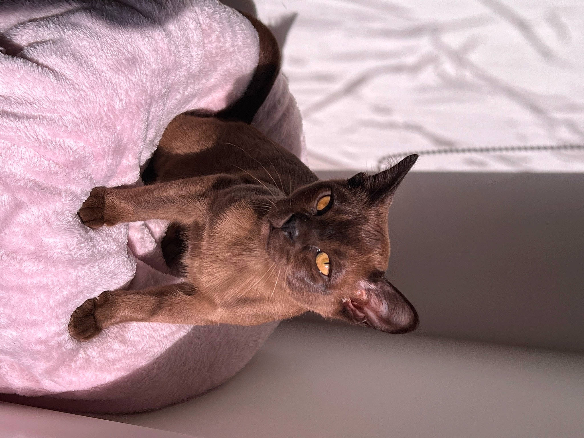 Hershey joined the competition — help win amazing prizes! bat, carnivore, cat, claw, comfort, domestic_short_haired_cat, fawn, felidae, fur, havana_brown, plant, small_to_medium_sized_cats, snout, tail, whiskers