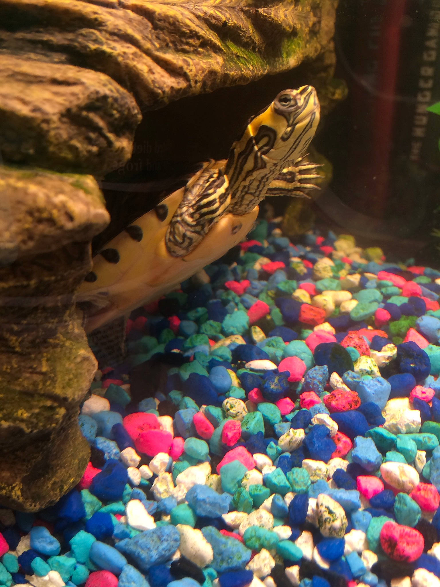 Crush joined the competition — help win amazing prizes! adaptation, aquarium, freshwater_aquarium, gravel, organism, pebble, reptile, tortoise, turtle