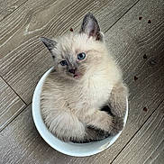 Blume a rejoint le concours — aidez-le/la à gagner de superbes lots ! kitten, cat, blue_eyes, bowl, wooden_floor, curled_up, fur, cute, pet, indoor, small, animal, domestic, feline, playful, resting, adorable, young, cozy, curious