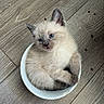 kitten, cat, blue_eyes, bowl, wooden_floor, curled_up, fur, cute, pet, indoor, small, animal, domestic, feline, playful, resting, adorable, young, cozy, curious