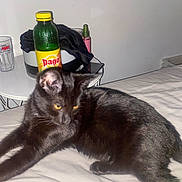 Baggy a rejoint le concours — aidez-le/la à gagner de superbes lots ! black_cat, cat, pet, bed, indoor, table, bottle, yellow_eyes, feline, animal, relaxing, stretching, white_wall, household_items, drink_bottle, plastic_bottle, glass, casual, candid, cozy