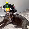 black_cat, cat, pet, bed, indoor, table, bottle, yellow_eyes, feline, animal, relaxing, stretching, white_wall, household_items, drink_bottle, plastic_bottle, glass, casual, candid, cozy