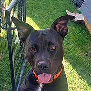 Rocco participe au concours pour gagner de l'argent avec cette photo : dog, black_dog, orange_collar, tongue_out, ears_up, grass, backyard, sunlight, fence, gate, pet, animal, canine, happy, playful, outdoor, summer, smiling, looking_up, closeup