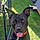Rocco