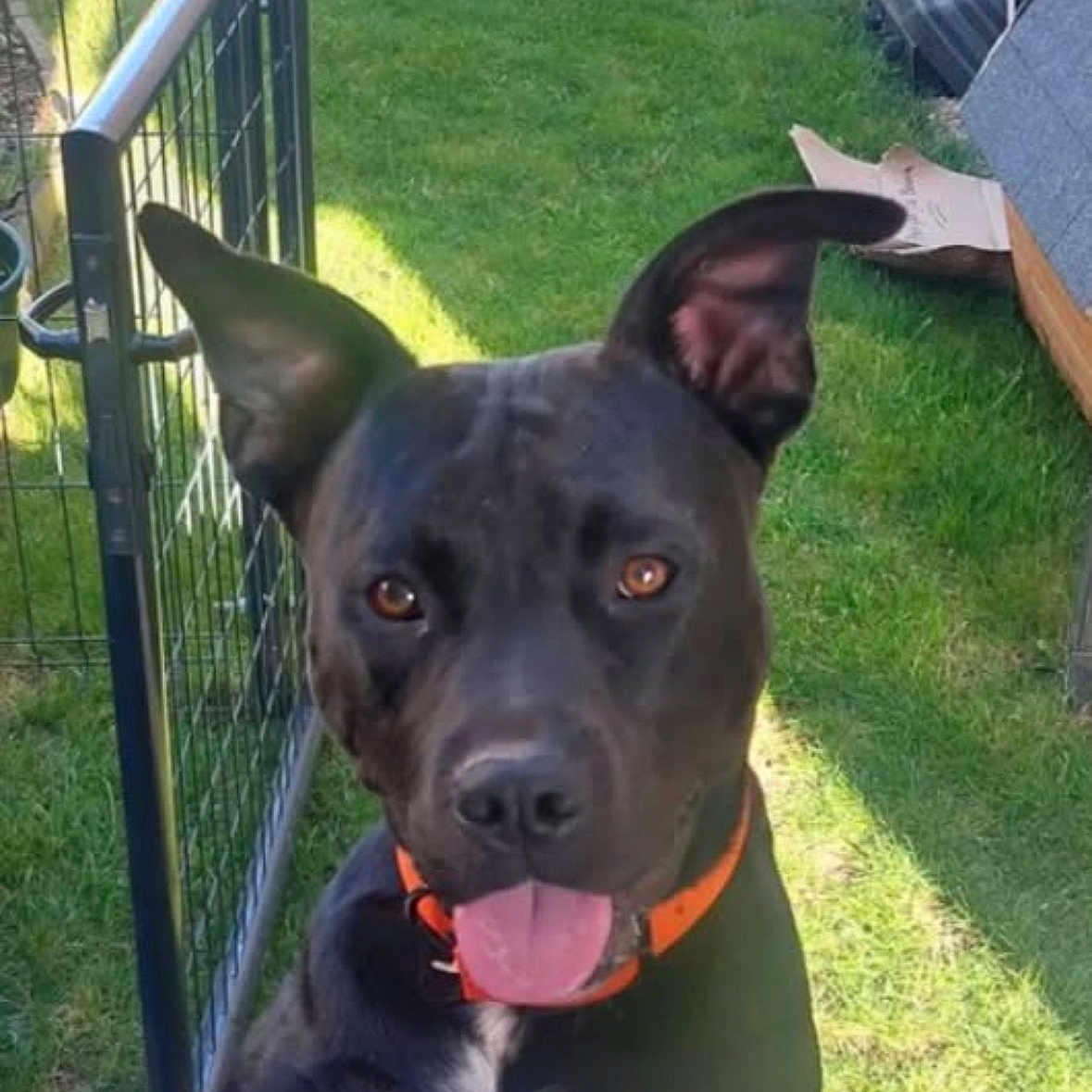 Rocco participe au concours pour gagner de l'argent avec cette photo : dog, black_dog, orange_collar, tongue_out, ears_up, grass, backyard, sunlight, fence, gate, pet, animal, canine, happy, playful, outdoor, summer, smiling, looking_up, closeup