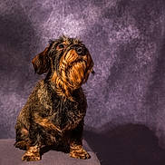 Kancky participe au concours pour gagner de l'argent avec cette photo : animal, background, black, brown, canine, close_up, cute, dachshund, dog, fur, indoor, looking_up, paw, pet, portrait, shadow, sitting, studio, texture, wire_hair