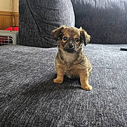 Rubby joined the competition — help win amazing prizes! puppy, dog, small_dog, couch, indoor, pet, cute, brown, fur, looking_at_camera, living_room, cozy, home, furniture, adorable, young_dog, seat, four_legs, animal, companion