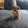 puppy, dog, small_dog, couch, indoor, pet, cute, brown, fur, looking_at_camera, living_room, cozy, home, furniture, adorable, young_dog, seat, four_legs, animal, companion