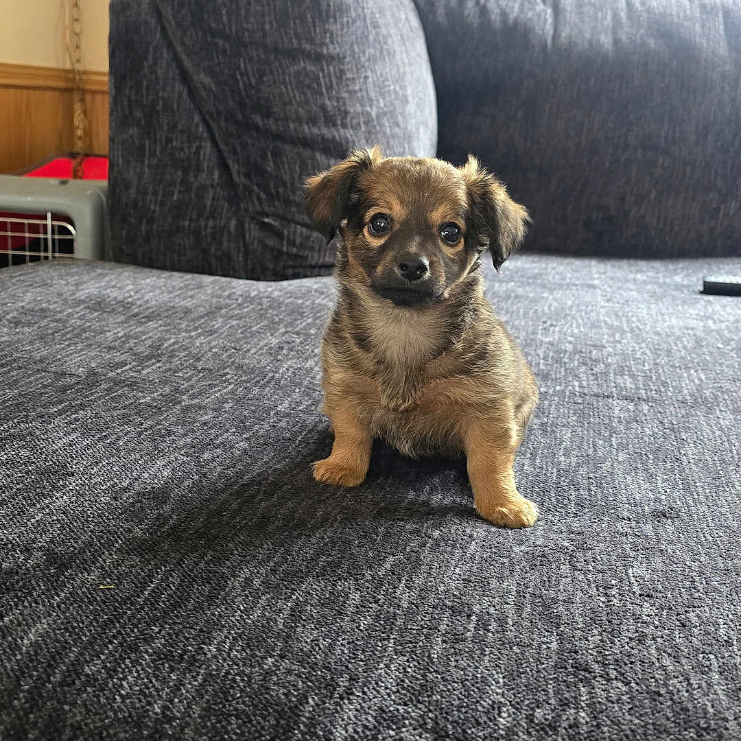 Rubby joined the competition — help win amazing prizes! puppy, dog, small_dog, couch, indoor, pet, cute, brown, fur, looking_at_camera, living_room, cozy, home, furniture, adorable, young_dog, seat, four_legs, animal, companion