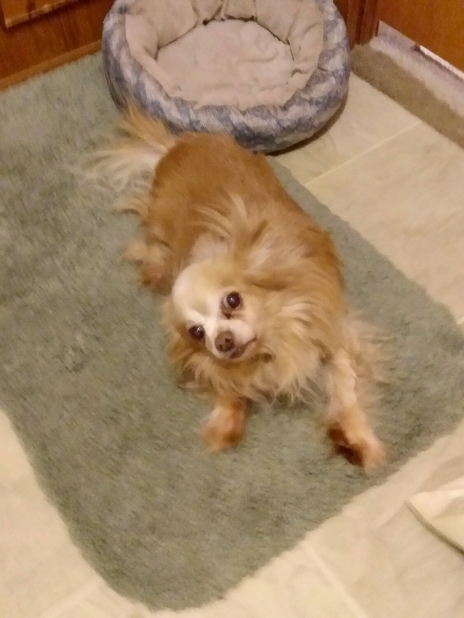 Ricki is registered to the contest to win money with this photo: american_cocker_spaniel, canidae, carnivore, companion_dog, dog, dog_breed, fawn, flooring, mammal, puppy, spaniel, sporting_group