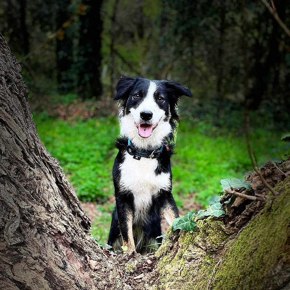 Ulya participe au concours pour gagner de l'argent avec cette photo : animal, canine, dog, face, grass, green, grove, head, jungle, land, nature, outdoors, pet, plant, puppy, rainforest, rock, tree, vegetation, woodland