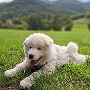 Aiko participe au concours pour gagner de l'argent avec cette photo : animal, blue_eyes, canine, daytime, dog, field, fluffy, grass, happy, lying_down, mountains, nature, outdoor, pet, playful, puppy, scenic, summer, tongue_out, white_dog