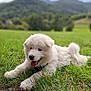 animal, blue_eyes, canine, daytime, dog, field, fluffy, grass, happy, lying_down, mountains, nature, outdoor, pet, playful, puppy, scenic, summer, tongue_out, white_dog