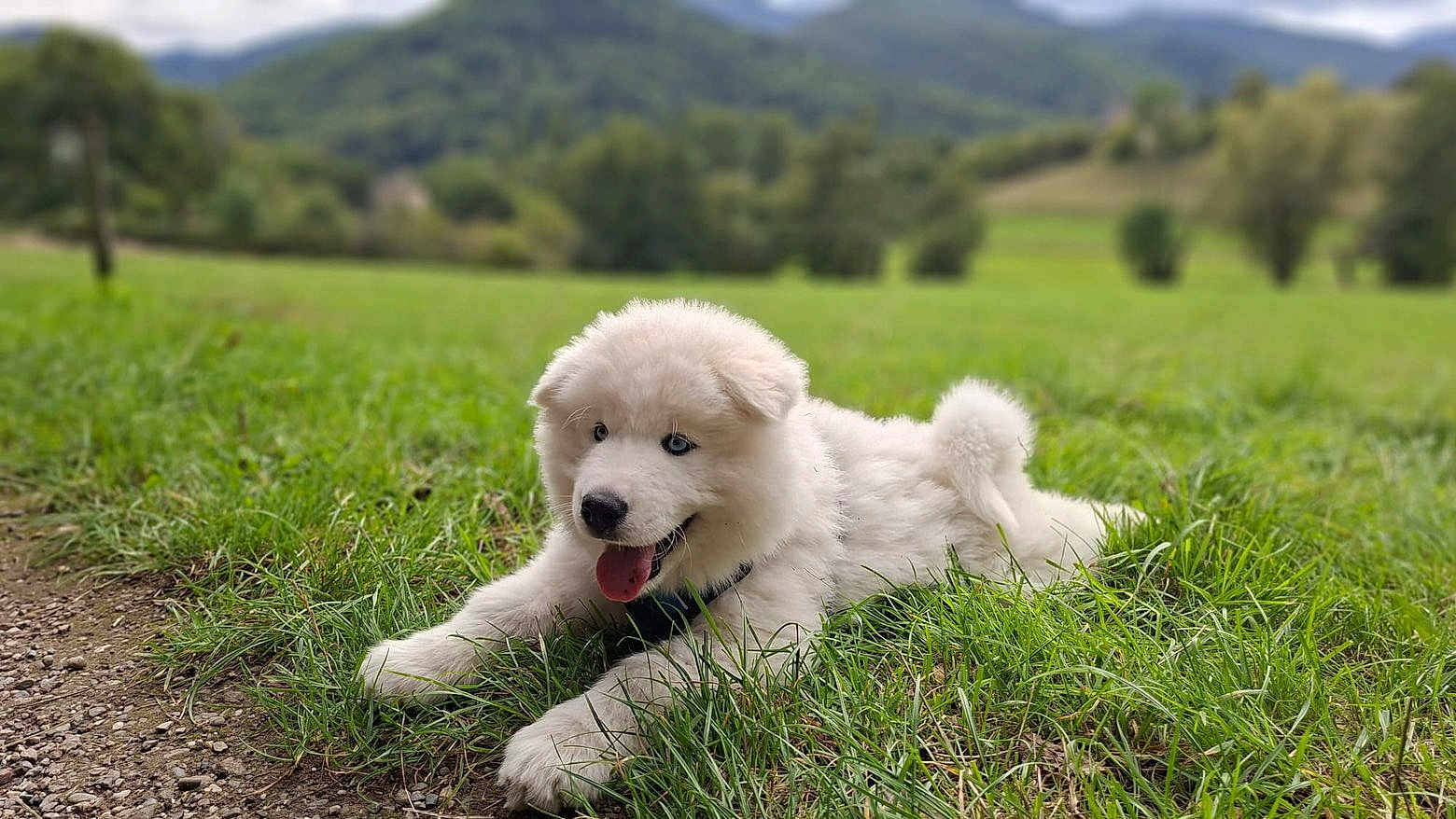 Aiko