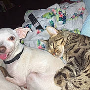 Kai joined the competition — help win amazing prizes! animal, blanket, cat, close_up, companion, cozy, cute, dog, friendship, fur, home, indoor, pet, relaxed, remote_control, resting, sleeping, tabby_cat, tongue_out, white_dog