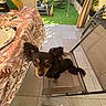 Lady a rejoint le concours — aidez-le/la à gagner de superbes lots ! dog, small_dog, black_and_tan, pet, animal, sitting, outdoor, patio, chair, garden, plants, sunlight, decking, furniture, folding_chair, pencils, colorful, textiles, portrait, alert