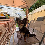 Lady participe au concours pour gagner de l'argent avec cette photo : dog, small_dog, black_and_tan, long_hair, fluffy_ears, sitting, chair, patio, outdoor, garden, sunshade, table, tablecloth, folding_chair, greenery, backyard, terrace, portrait, pet, daylight