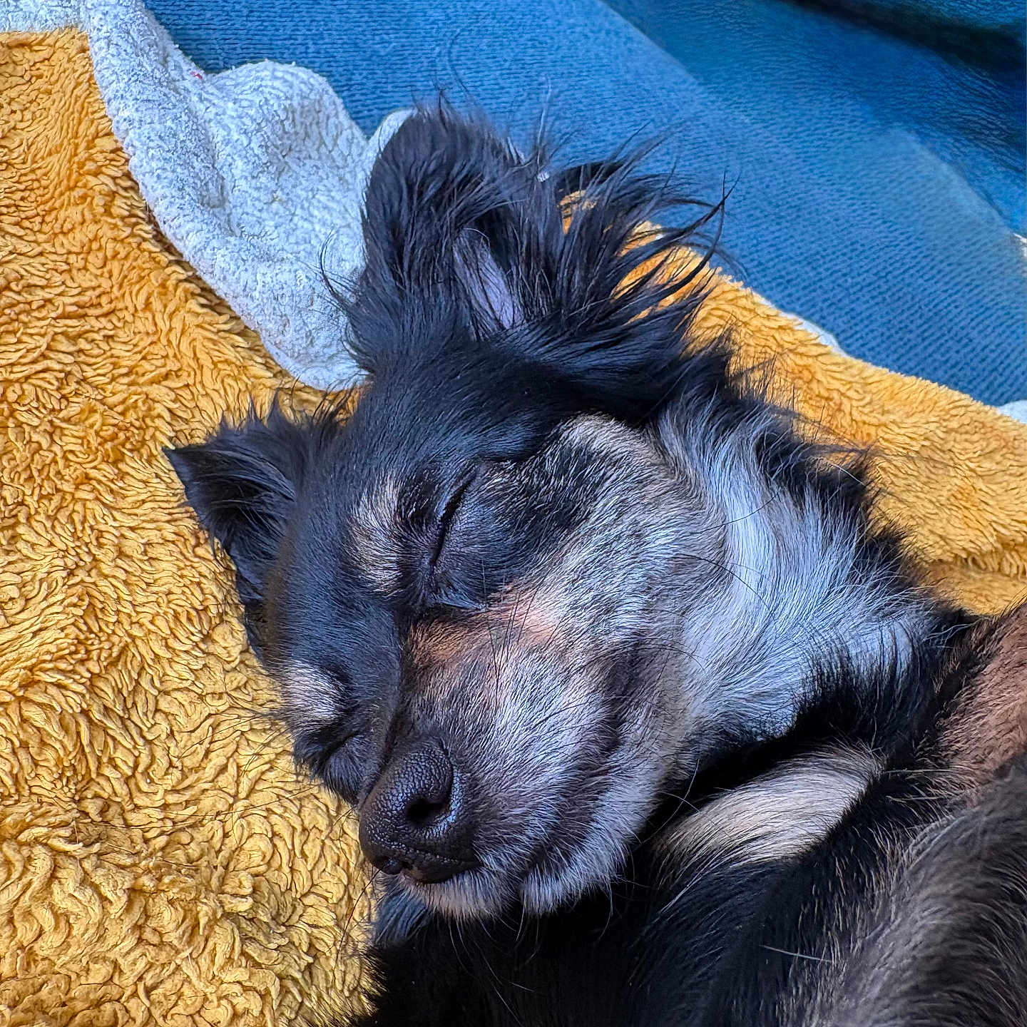 Lady participe au concours pour gagner de l'argent avec cette photo : dog, sleeping, puppy, black_fur, gray_fur, fluffy, closed_eyes, nose, ears, whiskers, curled_up, blanket, golden_blanket, blue_couch, indoors, cozy, relaxed, pet, portrait, close_up