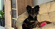 Lady participe au concours pour gagner de l'argent avec cette photo : dog, small_dog, long_hair, black_dog, brown markings, sitting, couch, chair, wicker_furniture, cushion, pet, indoors, living_room, wooden_door, cabinet, houseplant, tile_floor, pink_toy, portrait, fluffy_tail