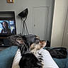 Lady a rejoint le concours — aidez-le/la à gagner de superbes lots ! dog, black_and_tan_dog, long_hair, fluffy, sitting, side_profile, pet, indoors, living_room, couch, blanket, person, legs, television, furniture, lamp, door, home, portrait, cozy