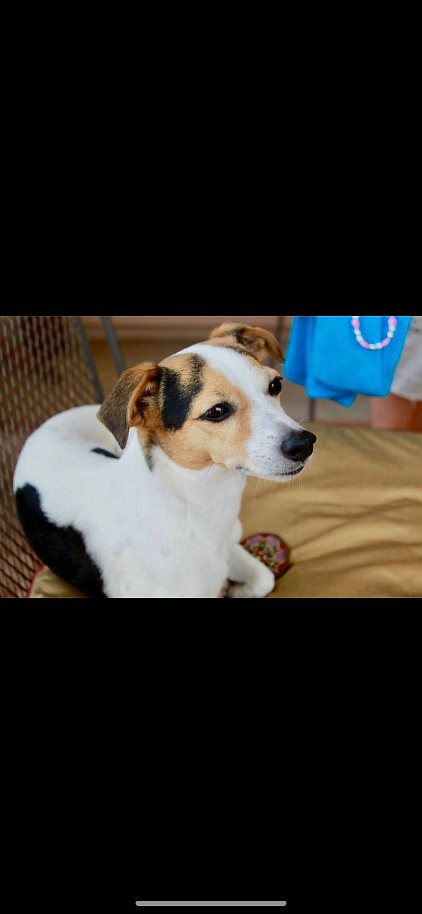 Tory joined the competition — help win amazing prizes! canidae, carnivore, companion_dog, dog, dog_breed, jack_russell_terrier, mammal, parson_russell_terrier, puppy, rare_breed_dog, russell_terrier, vertebrate