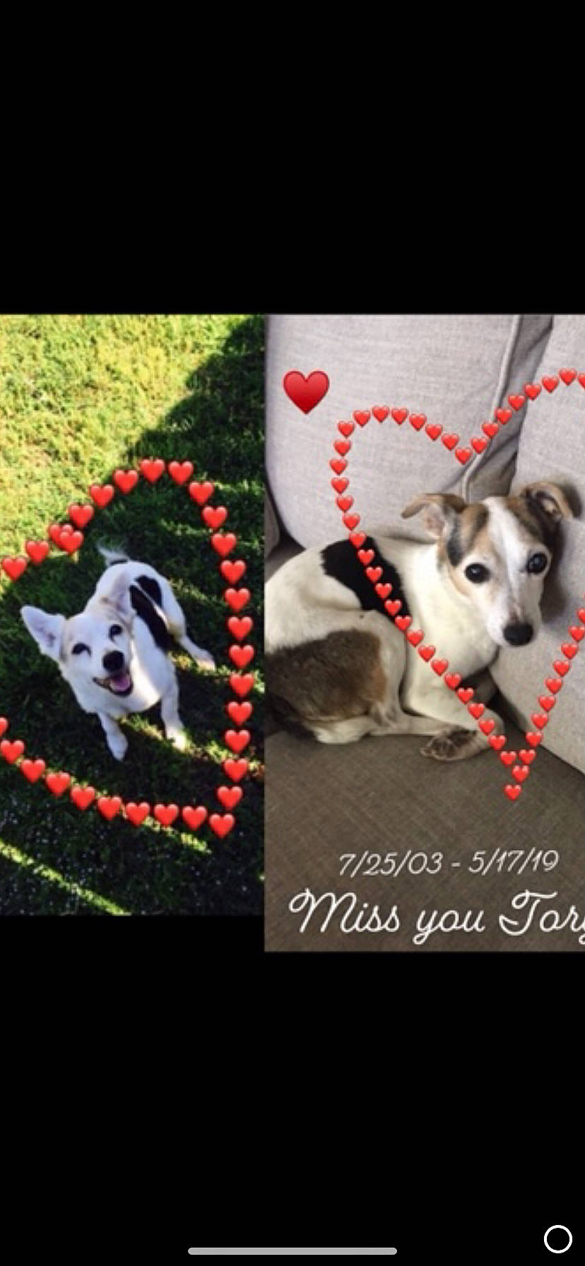 Ranger joined the competition — help win amazing prizes! canidae, carnivore, collar, dog, dog_breed, dog_collar, italian_greyhound, pattern, paw, photo_caption, pit_bull, rat_terrier, whippet