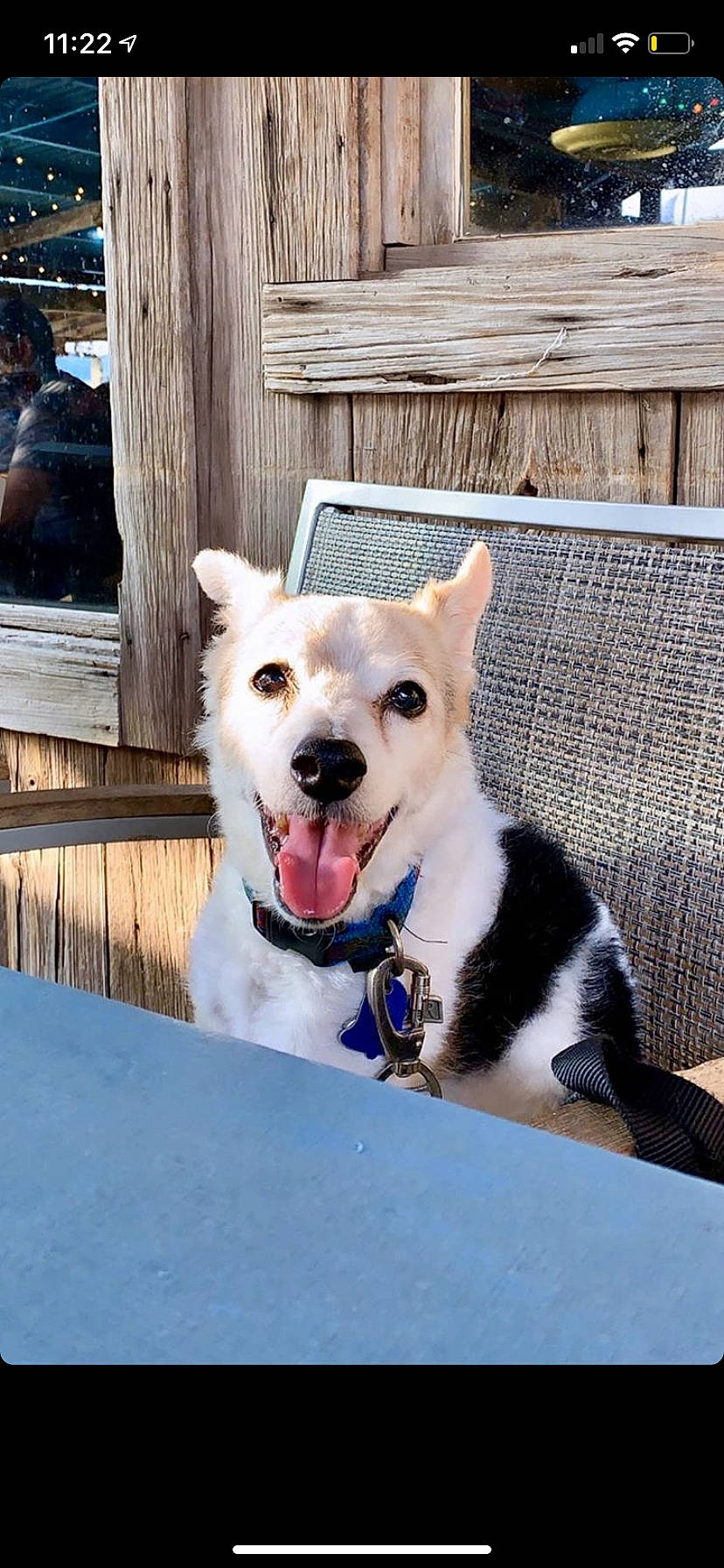 Ranger is registered to the contest to win money with this photo: canaan_dog, canidae, carnivore, collar, dog, dog_breed, kishu, korean_jindo_dog, labrador_husky, mammal, non_sporting_group, rare_breed_dog, siberian_husky, snout, sporting_group, vertebrate