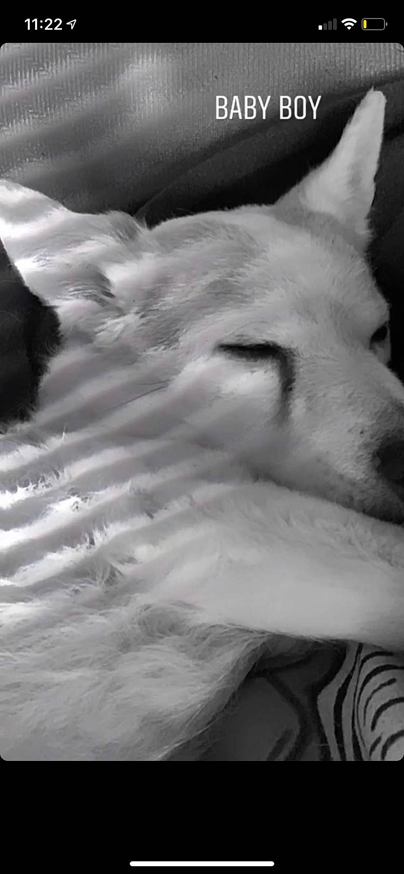 Ranger joined the competition — help win amazing prizes! american_eskimo_dog, berger_blanc_suisse, black_and_white, canidae, carnivore, dog, dog_breed, fur, head, mammal, monochrome, monochrome_photography, non_sporting_group, samoyed, snout, whiskers, white, white_shepherd