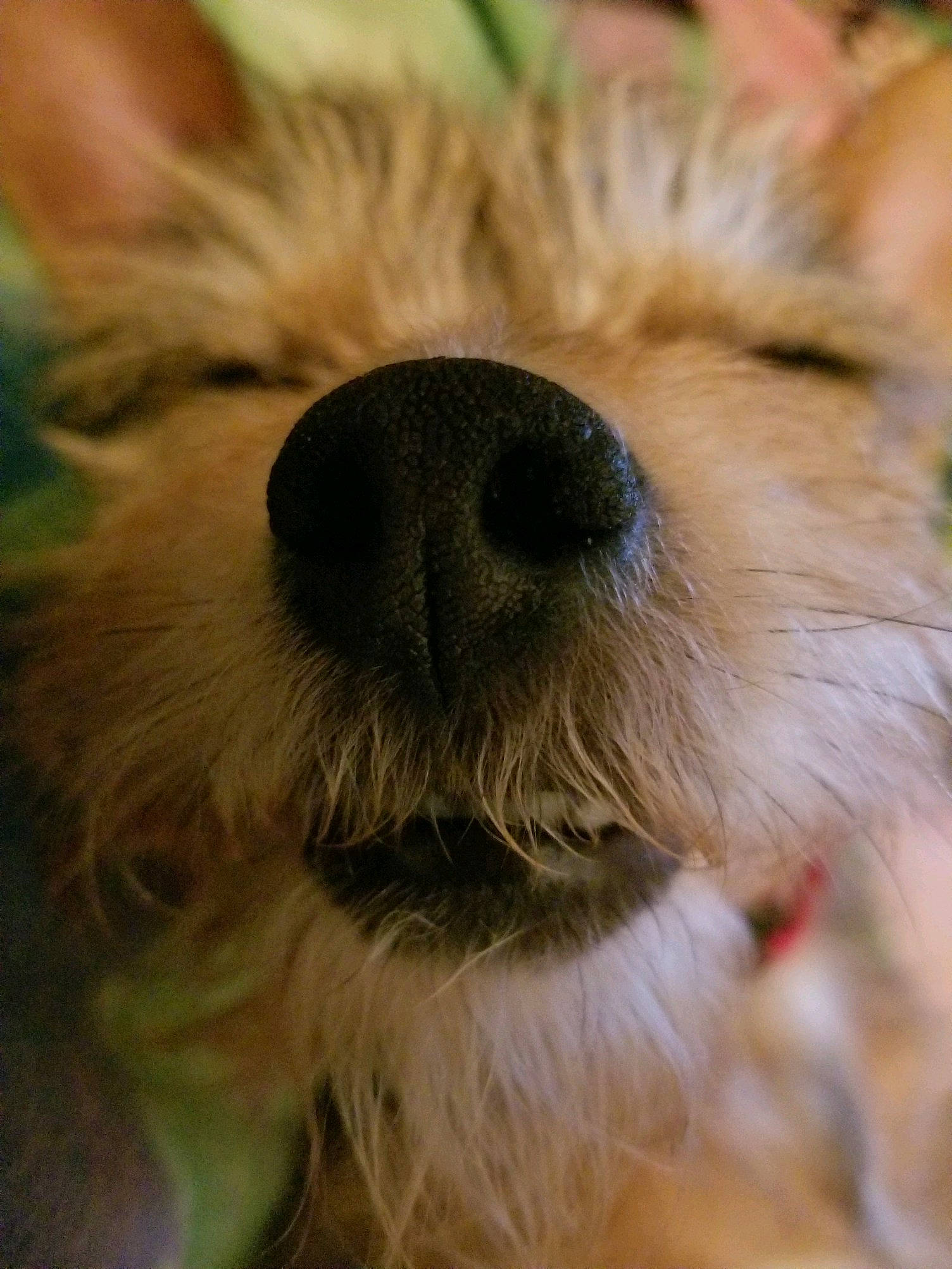 Fralo joined the competition — help win amazing prizes! berger_picard, biewer_terrier, canidae, carnivore, close_up, companion_dog, dog, dog_breed, mammal, morkie, norwich_terrier, nose, puppy, rare_breed_dog, schnoodle, small_terrier, snout, terrier, vertebrate, yorkshire_terrier