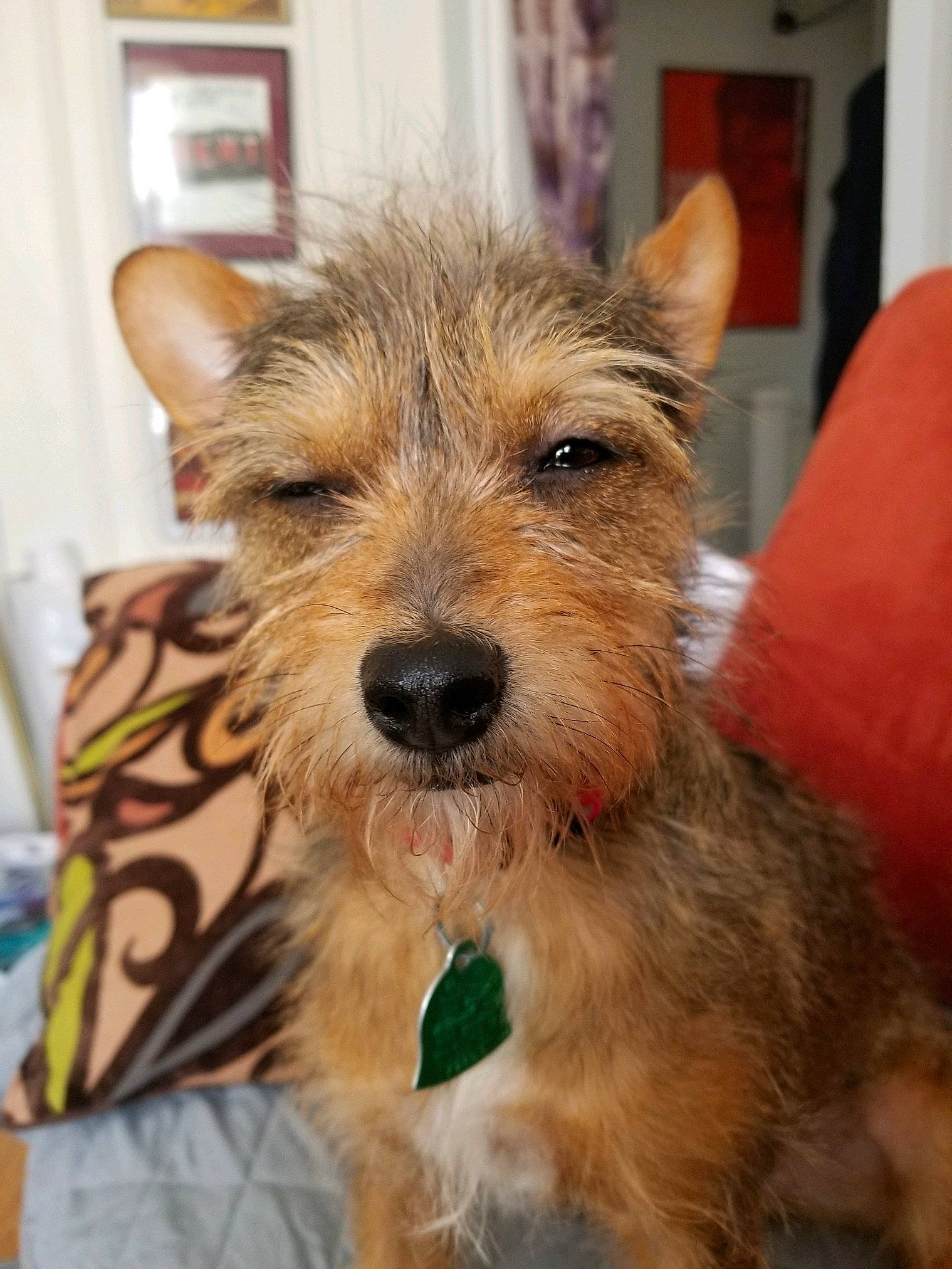 Fralo joined the competition — help win amazing prizes! australian_silky_terrier, australian_terrier, berger_picard, biewer_terrier, cairn_terrier, canidae, carnivore, companion_dog, dog, dog_breed, dutch_smoushond, mammal, norwich_terrier, rare_breed_dog, small_terrier, snout, sporting_lucas_terrier, terrier, vertebrate, yorkshire_terrier