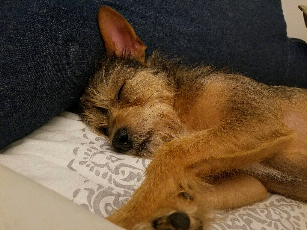 Fralo joined the competition — help win amazing prizes! australian_terrier, berger_picard, border_terrier, cairn_terrier, canidae, carnivore, companion_dog, dog, dog_breed, ear, fawn, fur, mammal, nap, norwich_terrier, puppy, sleep, snout, terrier, whiskers