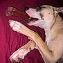 Diego is registered to the contest to win money with this photo: animal, bone, canine, chewing, closeup, dog, fur, indoor, light_brown, paw, pet, playful, red_background, relaxed, resting, sleepy, snout, teeth, toy, white_paw