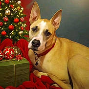 Diego is registered to the contest to win money with this photo: animal, brown_dog, canine, celebration, christmas, christmas_lights, christmas_ornaments, christmas_tree, collar, decor, dog, festive, gift_box, holiday_decorations, indoor, pet, present, red_blanket, relaxed, seasonal