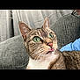 Willow is registered to the contest to win money with this photo: animal, cat, close_up, couch, curious, domestic, fur, furniture, glasses, gray_couch, green_eyes, indoor, person, pet, portrait, relaxed, tabby, textured, tongue_out, whiskers
