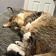 Willow is registered to the contest to win money with this photo: animal, blanket, cat, comfort, cozy, cute, door, feline, fur, gray, house, indoor, paw, pet, relaxed, resting, sleeping, tabby, tail, whiskers