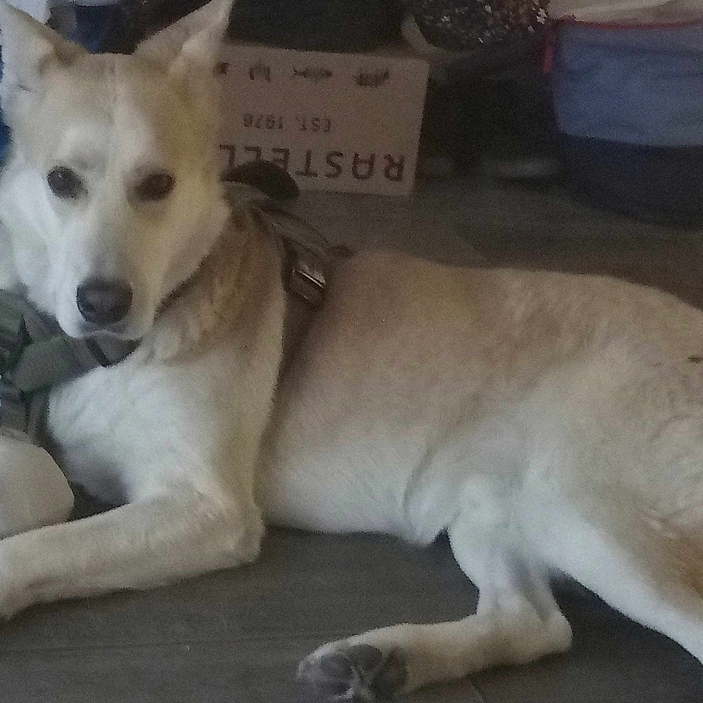 Kyy is registered to the contest to win money with this photo: accessories, animal, bag, ball, canine, couch, cushion, dog, eskimodog, furniture, handbag, homedecor, hound, husky, labradorretriever, person, pet, puppy, sleeping, whitedog