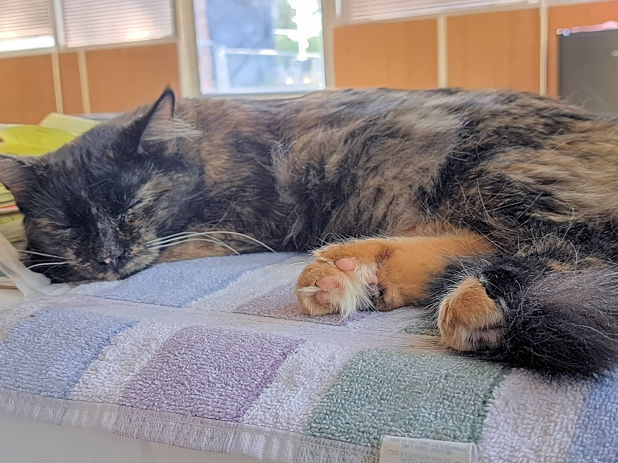 Bear is registered to the contest to win money with this photo: bed, bedding, carnivore, cat, claw, comfort, couch, domestic_short_haired_cat, felidae, fur, grey, linens, nap, paw, small_to_medium_sized_cats, snout, studio_couch, tail, whiskers, window