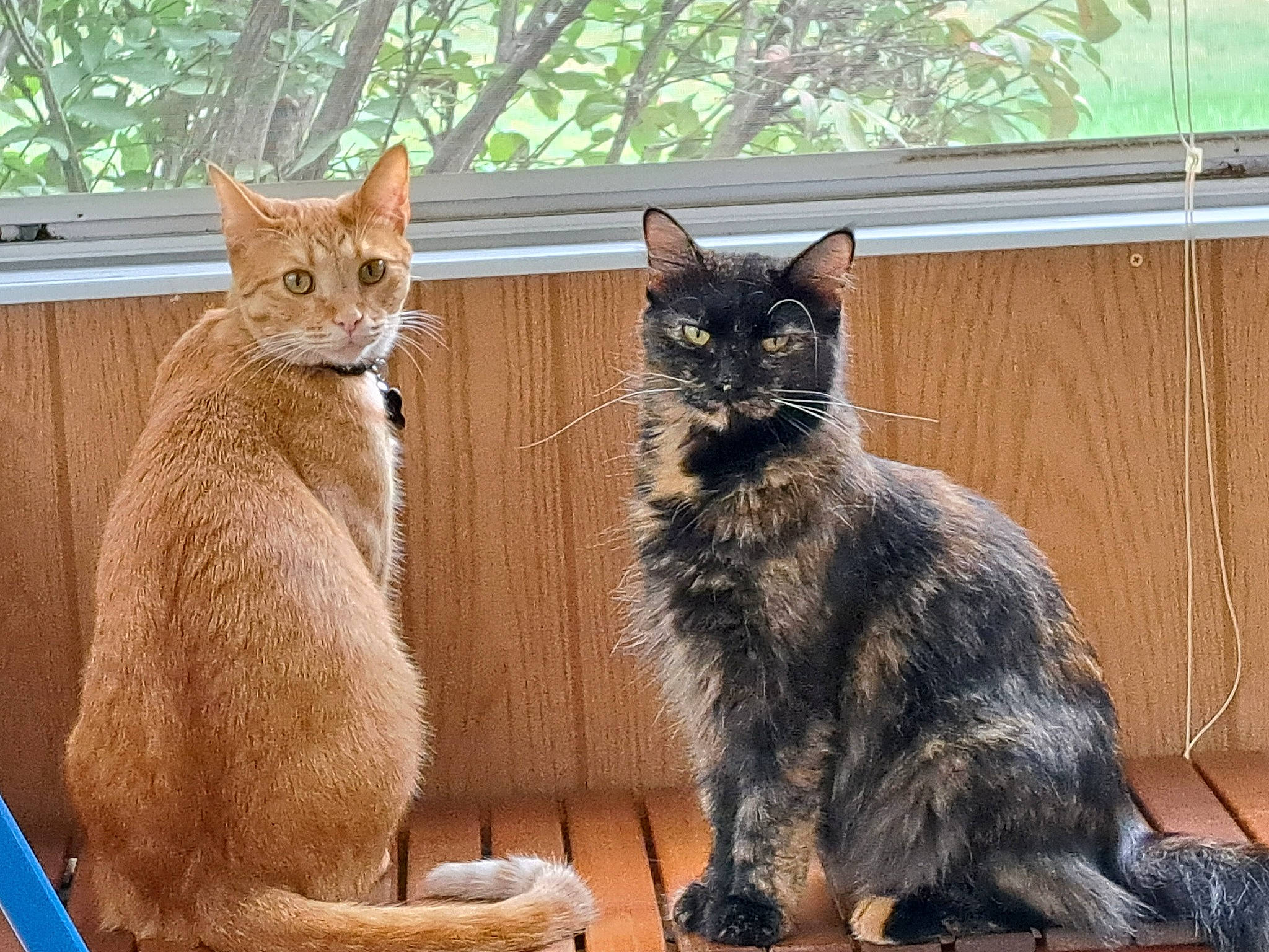 Bear joined the competition — help win amazing prizes! carnivore, cat, claw, domestic_short_haired_cat, felidae, fur, paw, sitting, small_to_medium_sized_cats, snout, tail, terrestrial_animal, tree, whiskers, window, wood