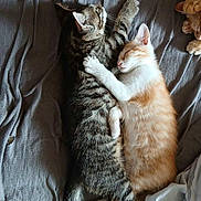 Rudy Lang a rejoint le concours — aidez-le/la à gagner de superbes lots ! kitten, cat, sleeping, cuddle, tabby, orange_cat, pet, animal, bed, blanket, cozy, fur, cute, domestic_cat, rest, friendship, paw, snuggle, relaxation, indoor