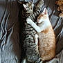 kitten, cat, sleeping, cuddle, tabby, orange_cat, pet, animal, bed, blanket, cozy, fur, cute, domestic_cat, rest, friendship, paw, snuggle, relaxation, indoor
