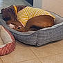 Daisy joined the competition — help win amazing prizes! brown_dog, canine, collar, corner, cozy, curled_up, cute, dog, domestic_animal, fur, gray_bed, indoor, paw, pet_bed, relaxed, resting, sleeping, striped_shirt, tile_floor, yellow
