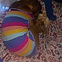Daisy is registered to the contest to win money with this photo: animal, blanket, blue_toy, brown_dog, colorful, comfort, cozy, cute, dog, fabric, indoor, paw_prints, pet, plush_toy, resting, sleeping, snuggled, striped_outfit, stuffed_animal, toy