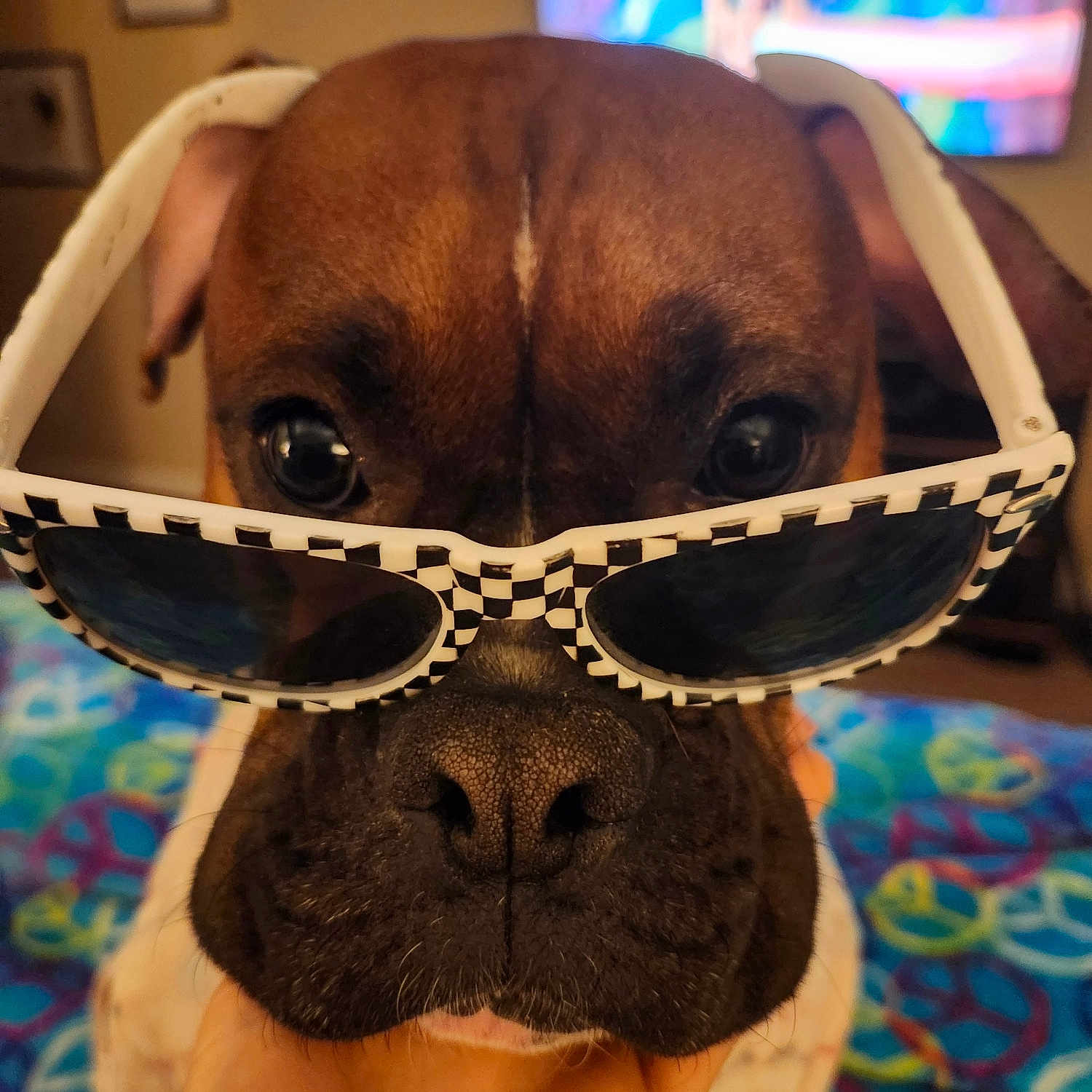 Daisy
