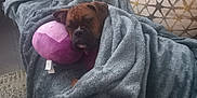 Daisy is registered to the contest to win money with this photo: blanket, brown_dog, canine, comfort, couch, cozy, dog, fabric, furniture, home, indoor, living_room, pet, pillows, plush_toy, relaxing, resting, sleepy, soft, wrapped